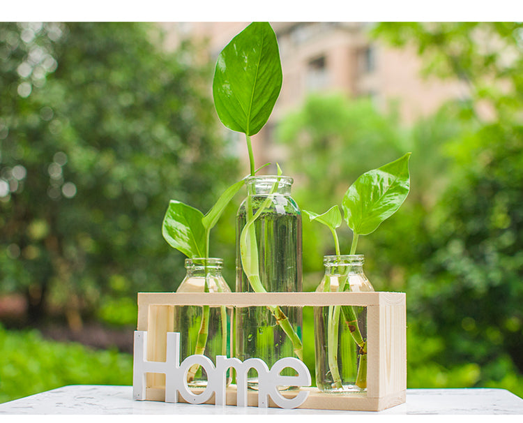 Transparent Glass Hydroponic Vase | Modern Home & Office Décor