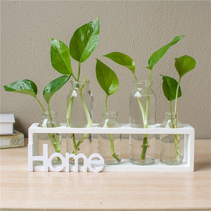 Transparent Glass Hydroponic Vase | Modern Home & Office Décor