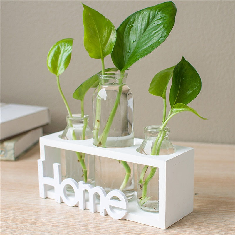 Transparent Glass Hydroponic Vase | Modern Home & Office Décor