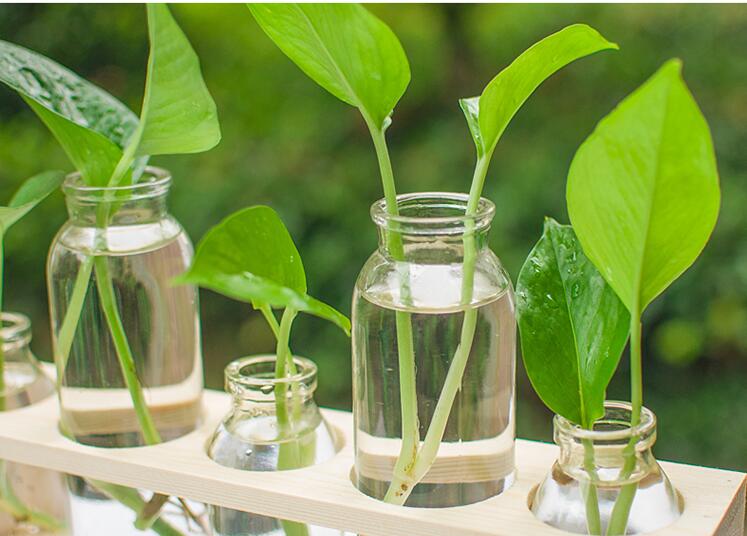 Transparent Glass Hydroponic Vase | Modern Home & Office Décor